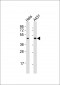 LEFTY2 Antibody